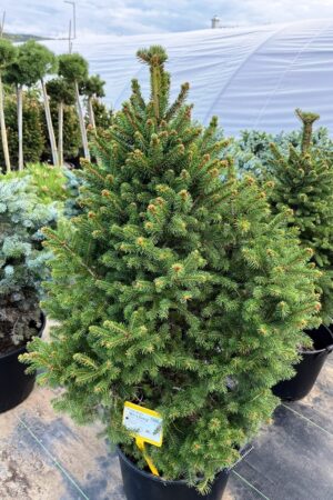 Picea abies 'Wills Zwerg'