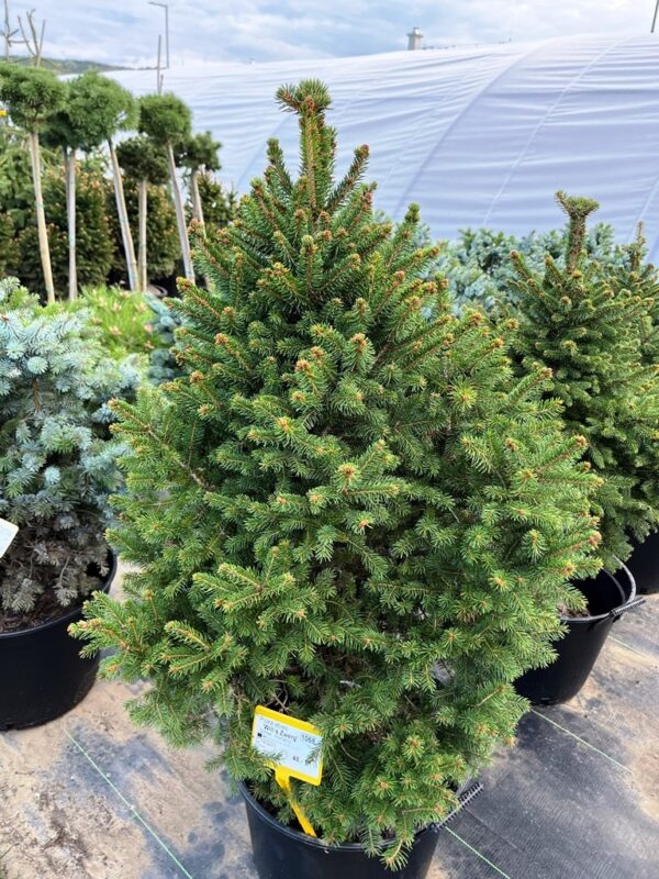 Picea abies 'Wills Zwerg'
