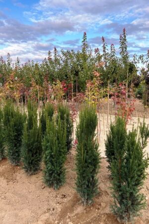 Taxus x media 'Rising Star'