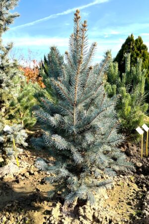 Picea pungens 'Iseli Fastigiata'