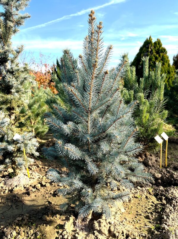 Picea pungens 'Iseli Fastigiata'
