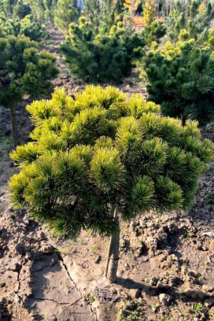 Pinus mugo 'Carstens Wintergold'