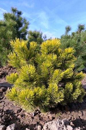 Pinus mugo 'Winter Gold'