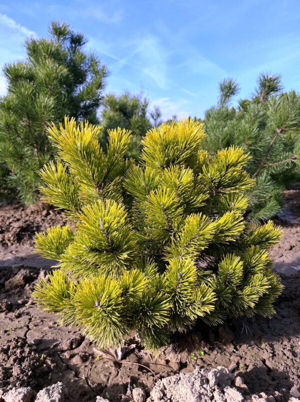 Pinus mugo 'Winter Gold'