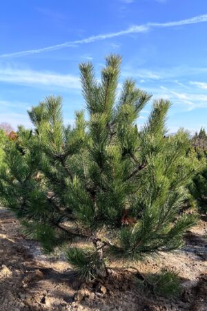 Pinus nigra