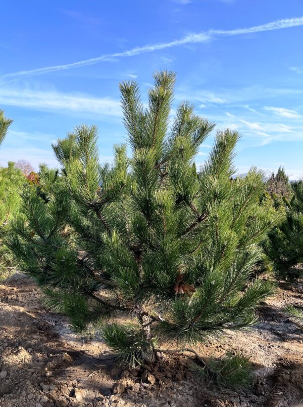 Pinus nigra