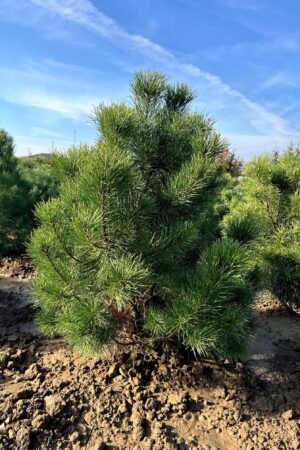 Pinus uncinata