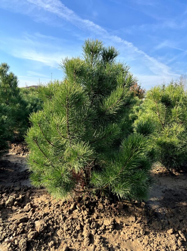 Pinus uncinata