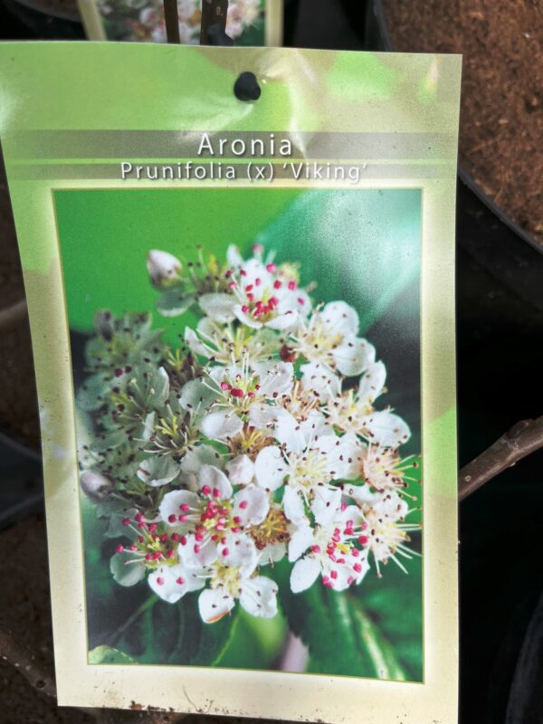 Aronia x prunifolia 'Viking' - Image 2