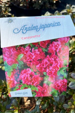 Azalea japonica 'Canzonetta'