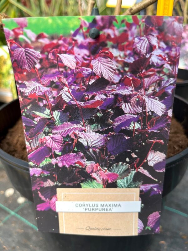 Corylus maxima 'Purpurea'