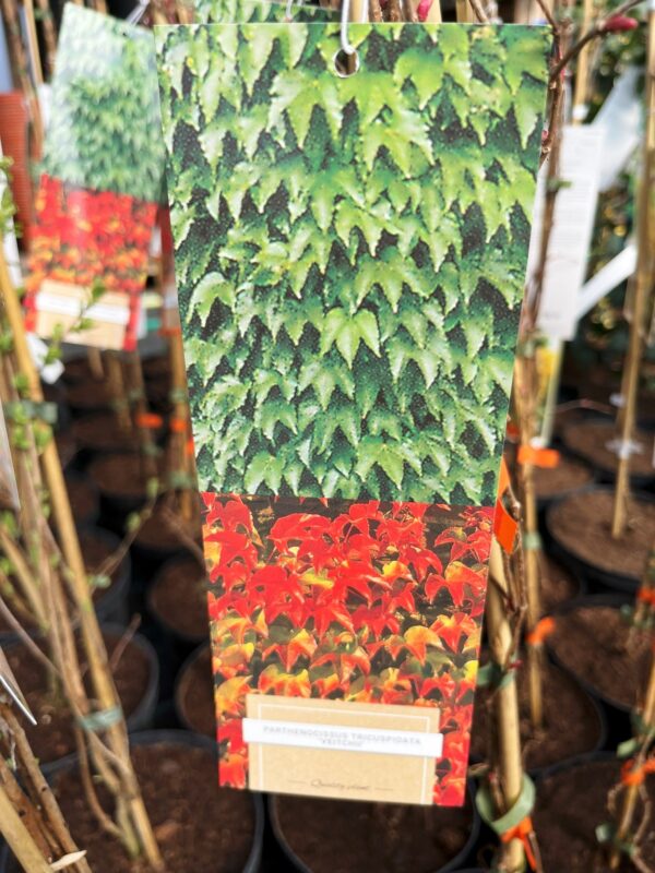 Parthenocissus tricuspidata 'Veitchii' - Image 2