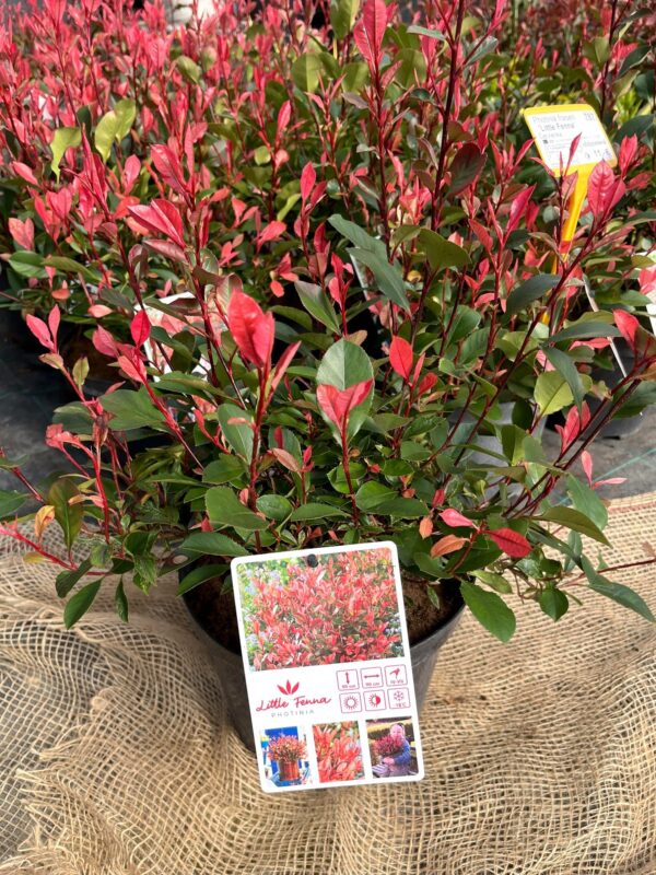 Photinia fraseri 'Little Fenna'