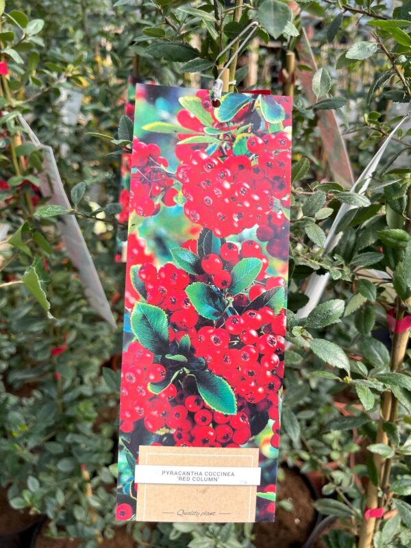Pyracantha 'Red Column'