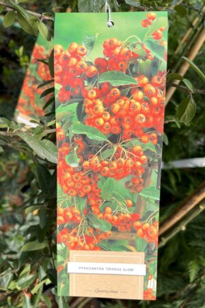 Pyracantha 'Orange Glow'