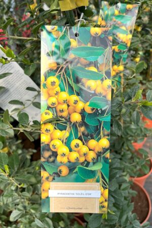 Pyracantha 'Soleil d´Or'