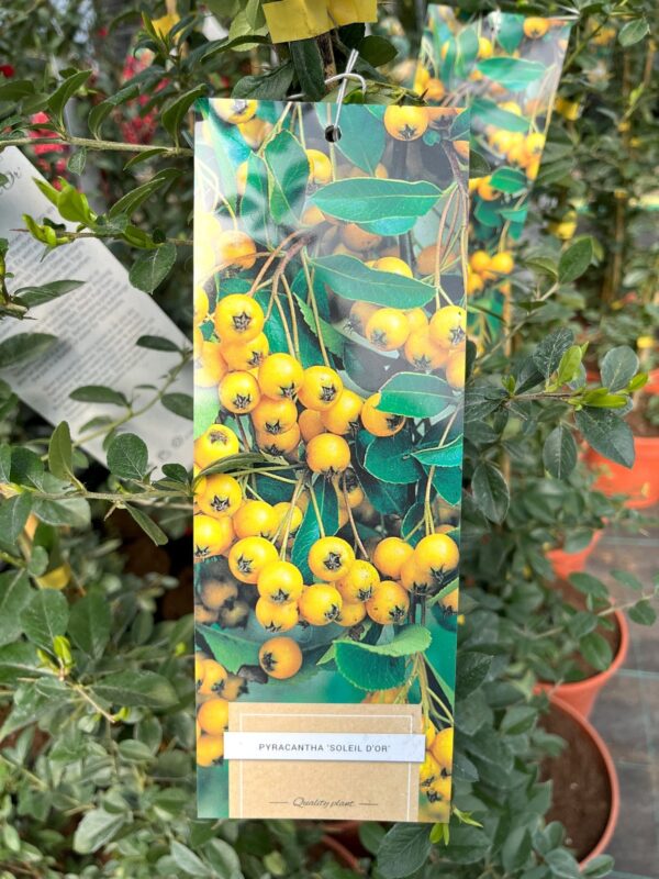 Pyracantha 'Soleil d´Or'