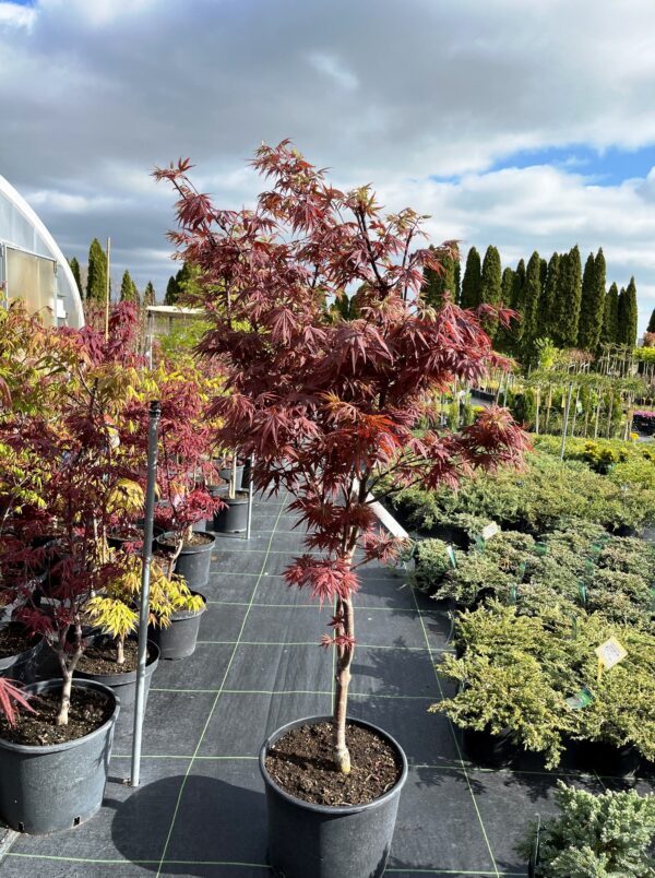 Acer palmatum 'Bloodgood'