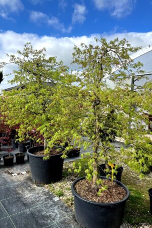 Acer palmatum 'Dissectum'