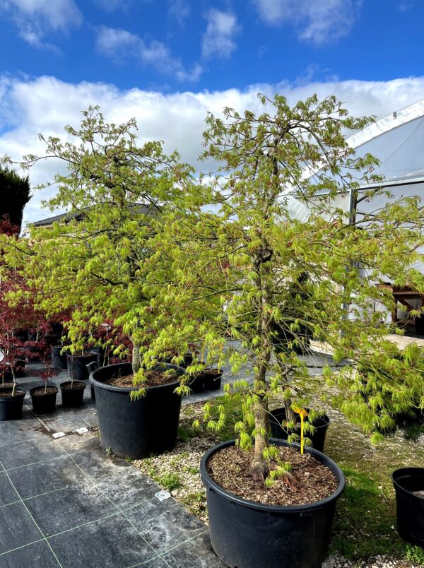 Acer palmatum 'Dissectum'