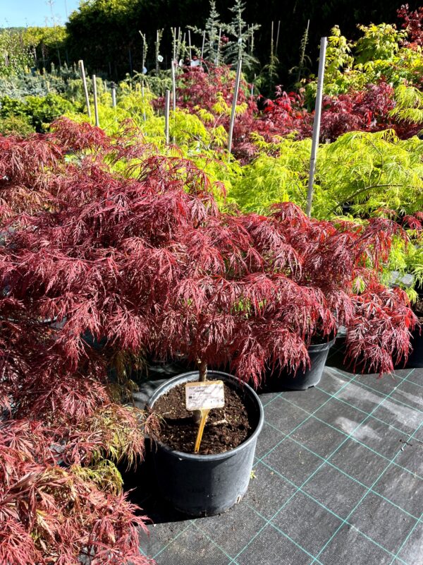 Acer palmatum 'Garnet'