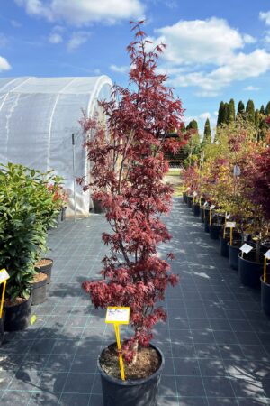 Acer palmatum 'Skeeter's Broom'
