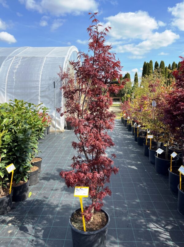 Acer palmatum 'Skeeter's Broom'