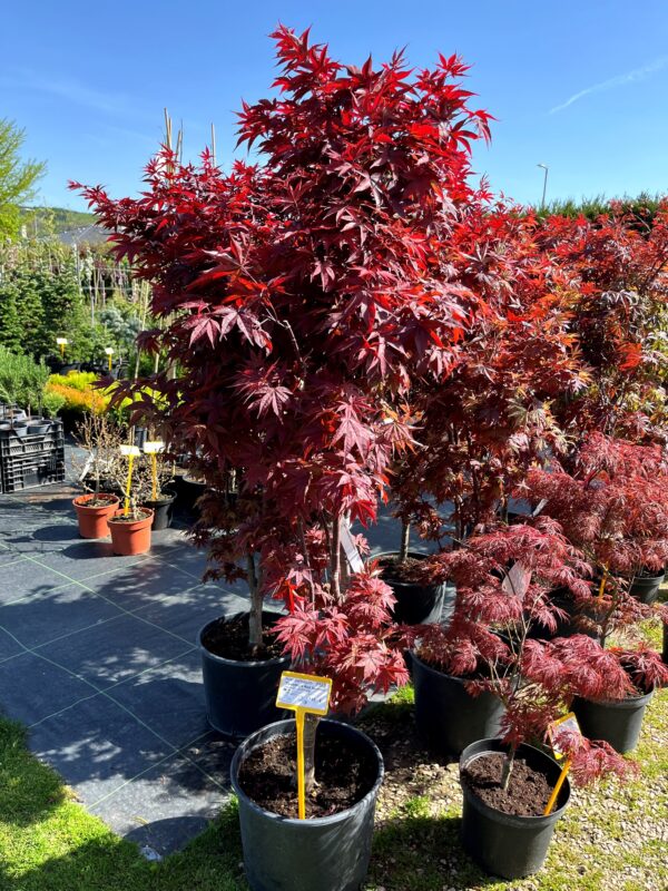 Acer palmatum 'Twombly's Red Sentinel'