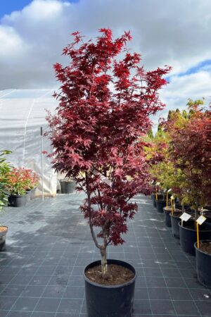 Acer palmatum 'Twombly's Red Sentinel'
