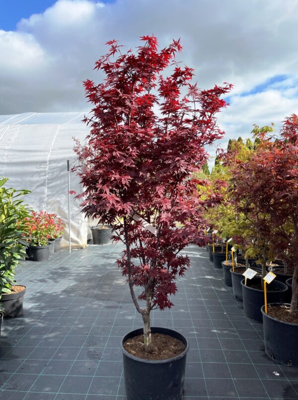 Acer palmatum 'Twombly's Red Sentinel' - Image 3