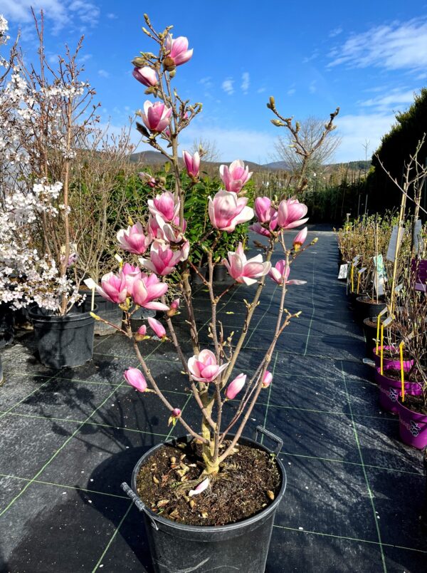 Magnolia x soulangeana 'Satisfaction' - Image 2