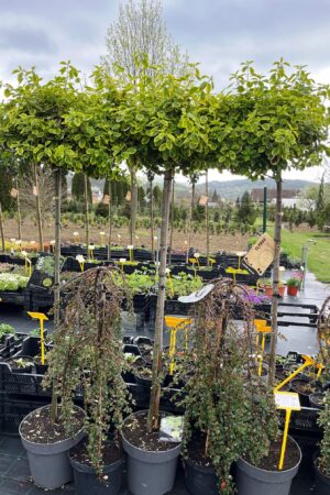 Euonymus fortunei 'Canadale Gold'