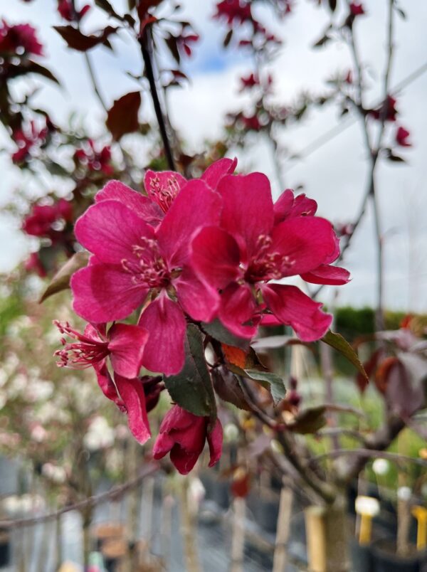 Malus 'Royalty'