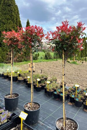 Photinia fraseri 'Red Robin' (kmeň)