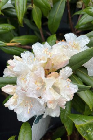 Rhododendron 'Dora Amateis'