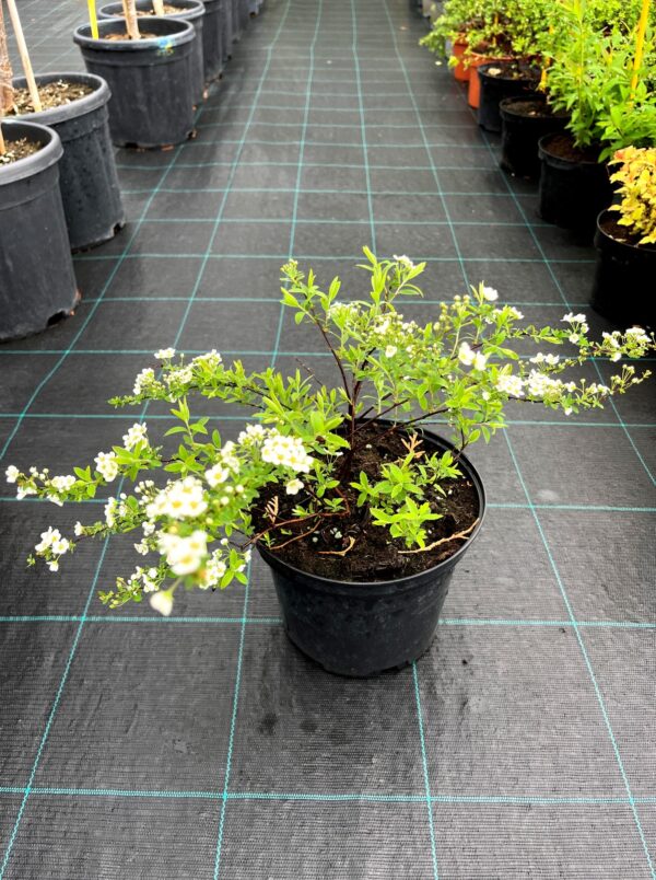 Spiraea x cinerea 'Grefsheim' - Image 2