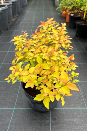 Spiraea japonica 'Firelight'