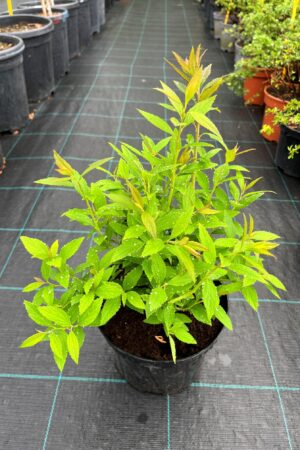 Spiraea japonica 'Shirobana'