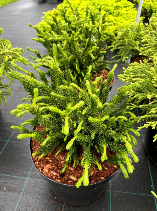 Cryptomeria japonica 'Dinger'