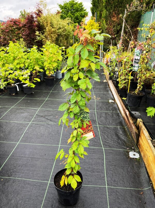 Parthenocissus tricuspidata 'Veitchii'