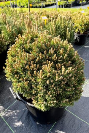 Pinus mugo 'Peterle'