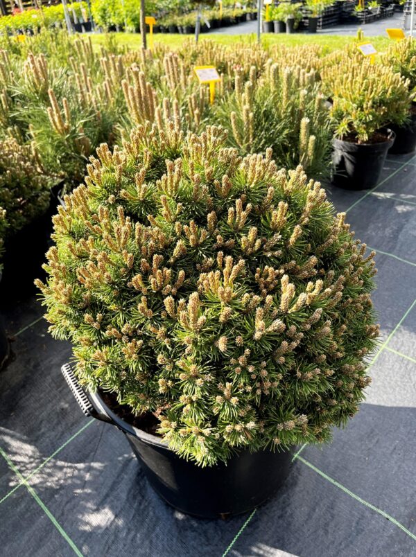 Pinus mugo 'Peterle'