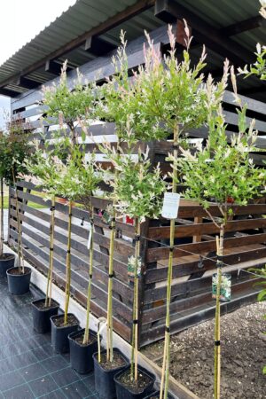 Salix integra 'Hakuro-nishiki'