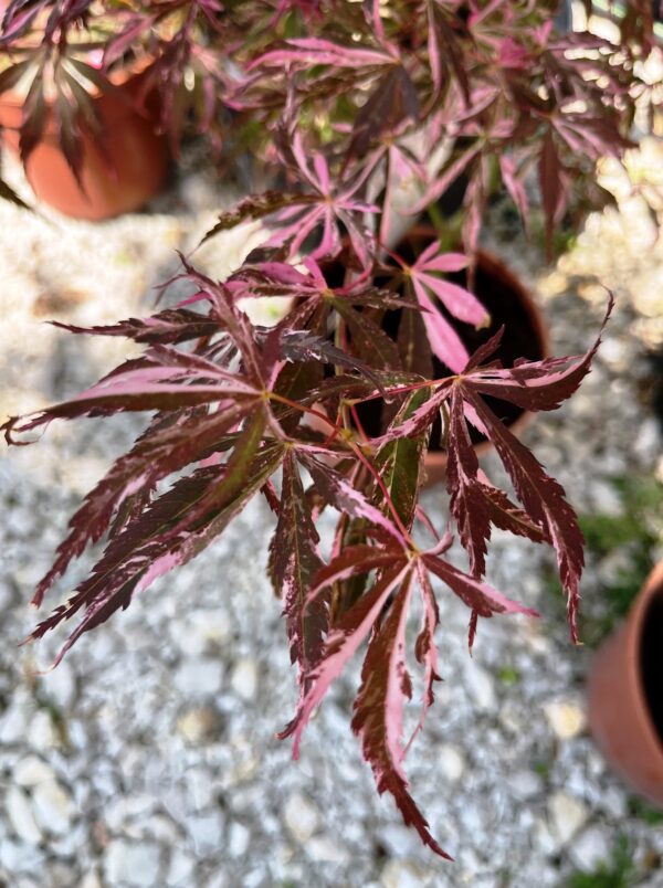 Acer palmatum 'Extravaganza'