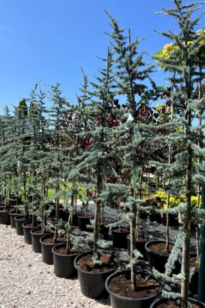 Cedrus libani 'Glauca'