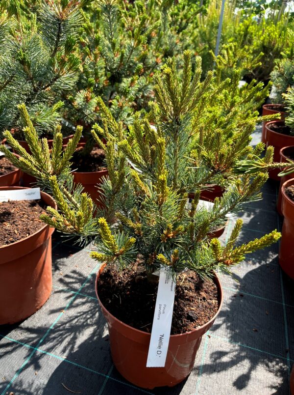 Pinus parviflora 'Nellie D.'