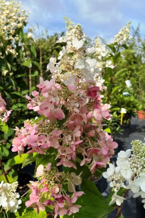 Hydrangea paniculata 'Pinky Winky'