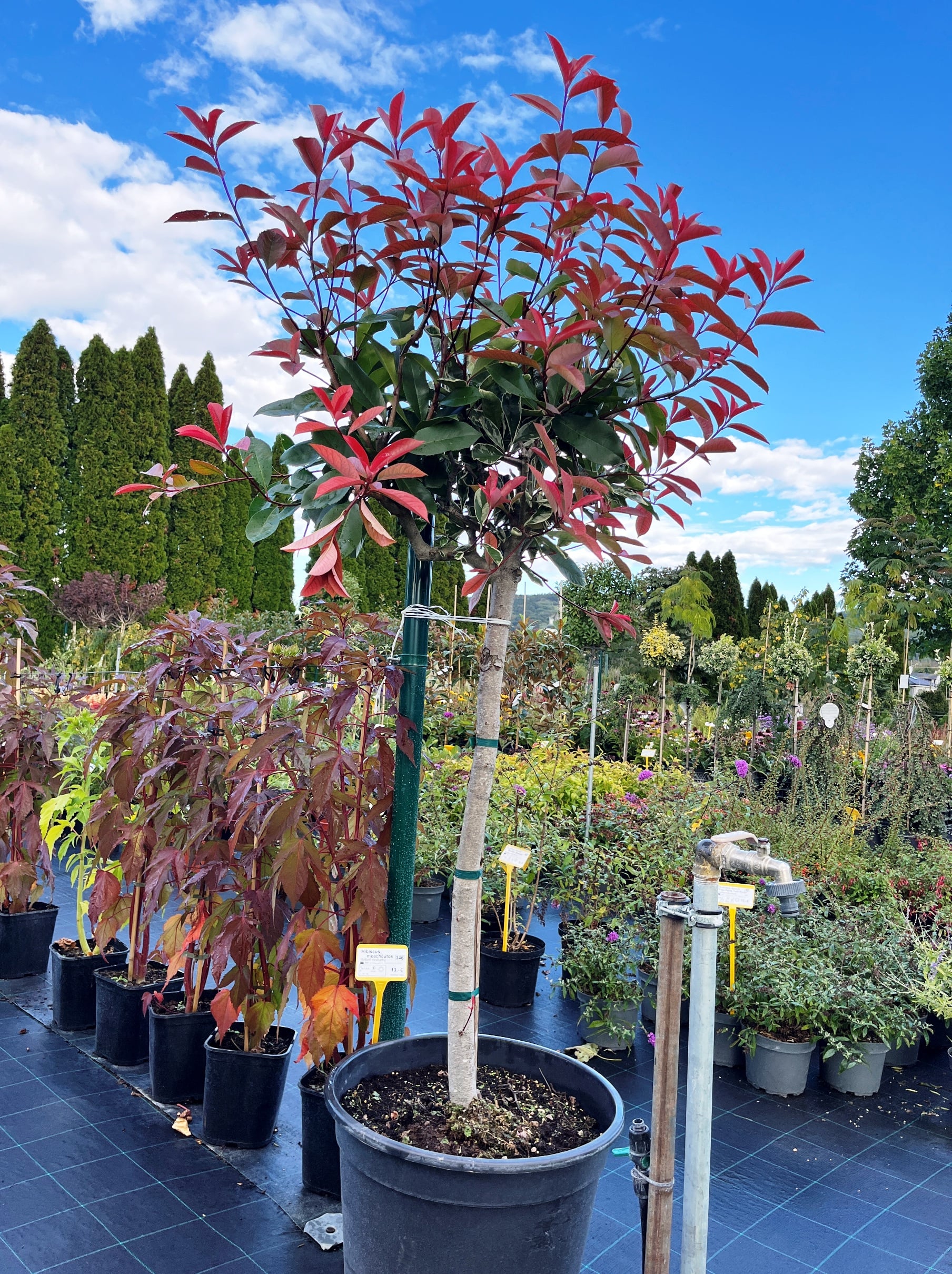 Photinia fraseri 'Pink Marble' - kmeň