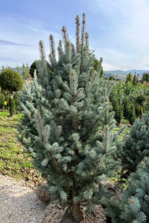 Picea pungens 'Iseli Fastigiata'