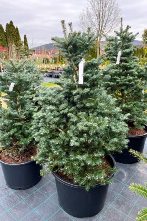 Abies koreana x Diskus